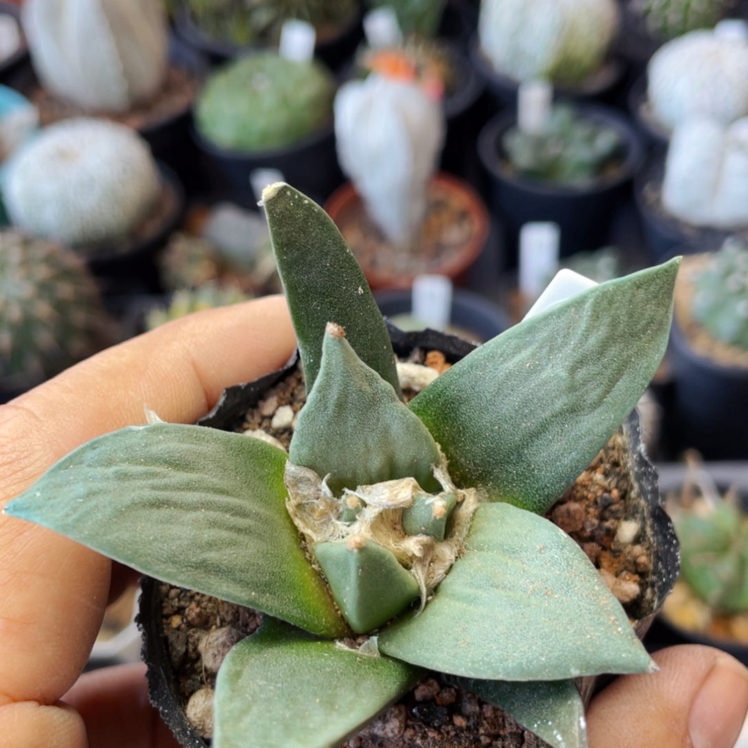 仙人球满28包邮盆口径 5公分