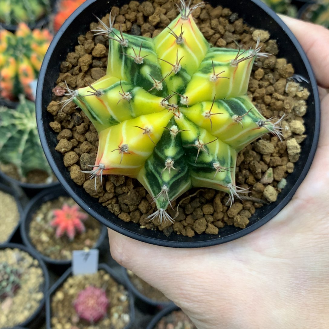 仙人球米哈牡丹锦12