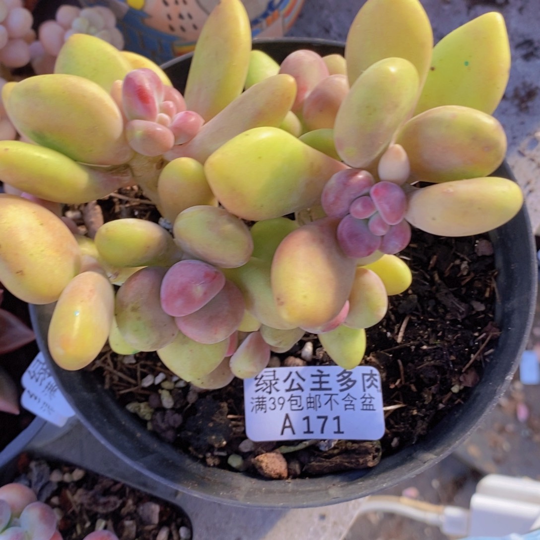 芒果奶12cm171多肉植物