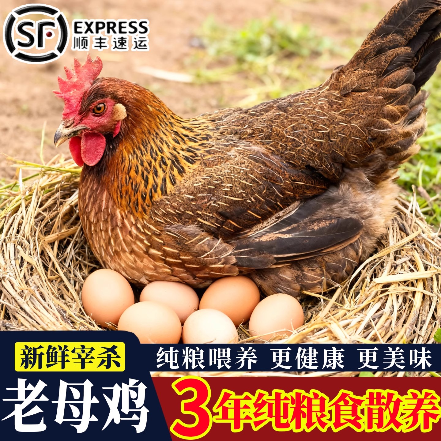 【有机认证】生态散养土鸡正宗三年老母鸡散养走地笨鸡母鸡现杀母