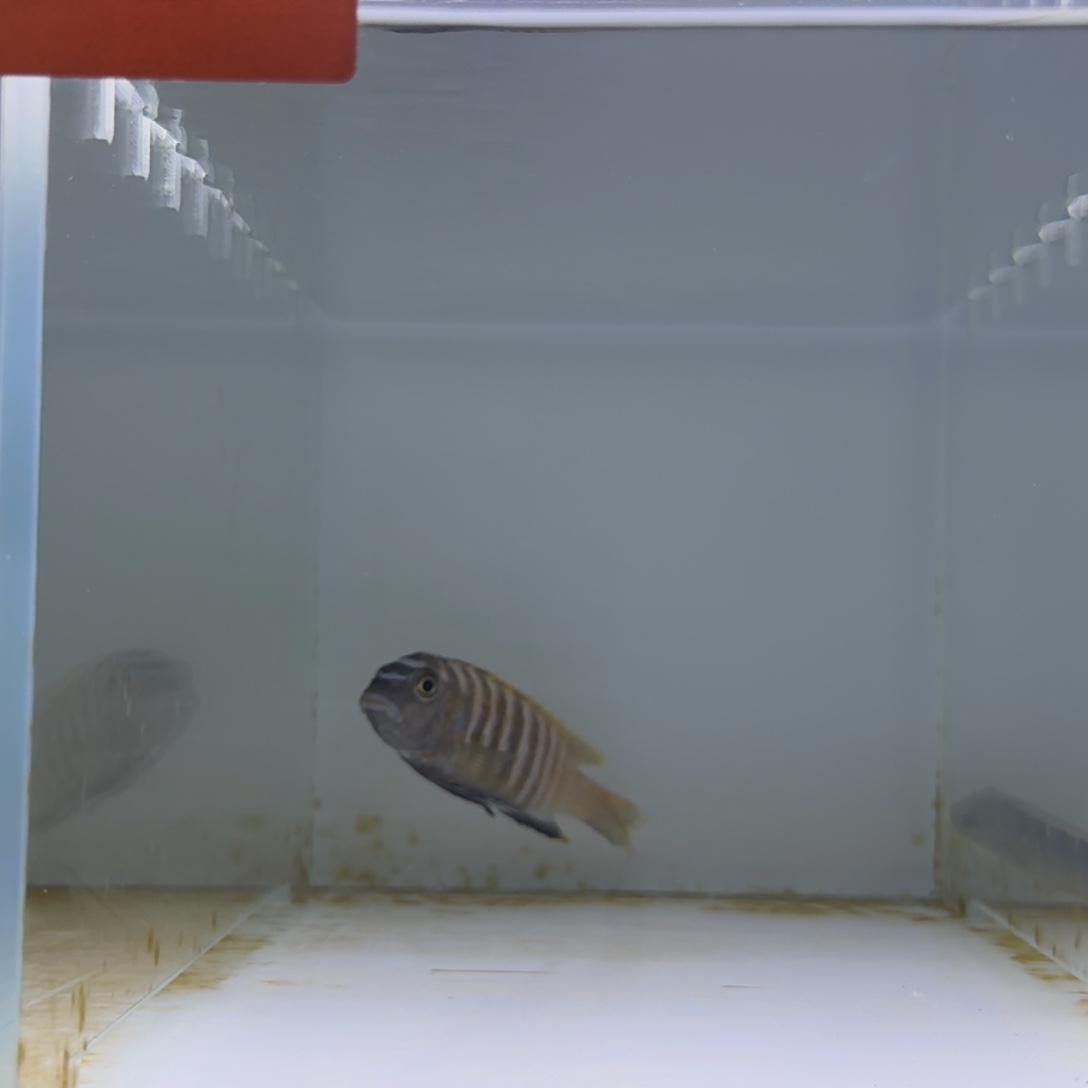 慈鲷435黄翅蝶拍卖啦啦