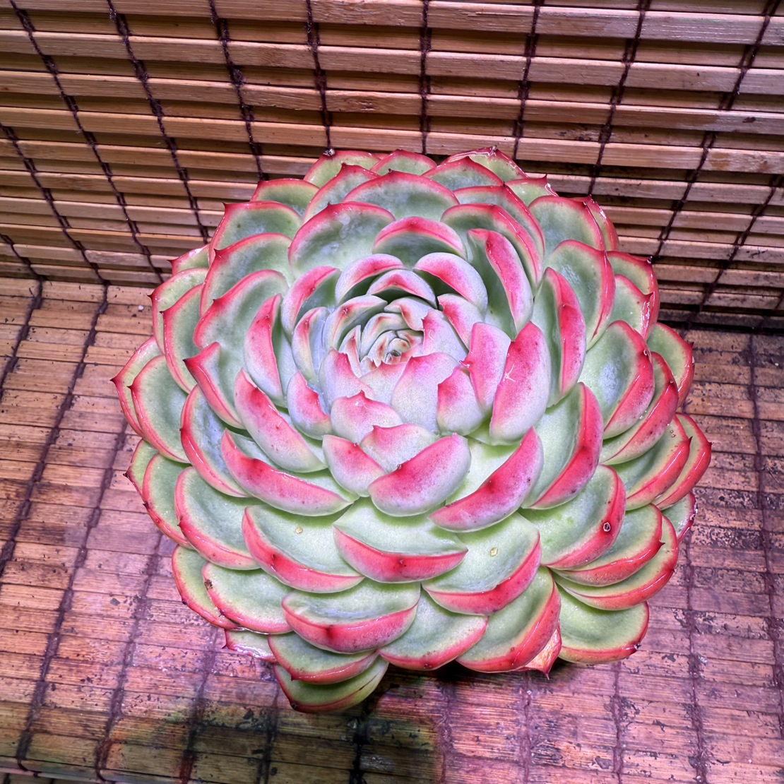 单头侧影 买一送一 好养