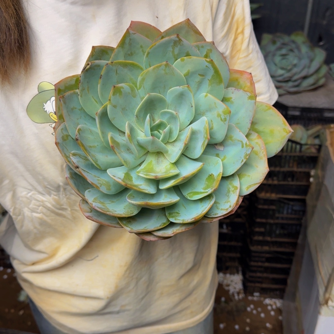 糖***糖血凤 一颗 不包损5877