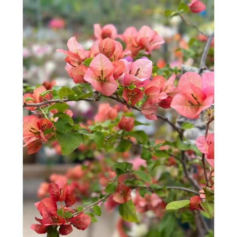 日落四季开花【三角梅带盆不带花】可爬藤垂吊阳台庭院可养绿植盆栽