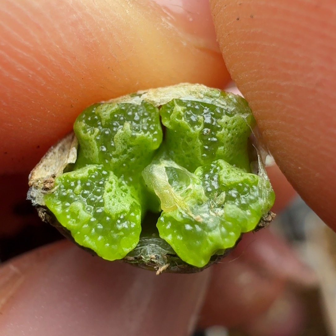 132双头勋章0000000000