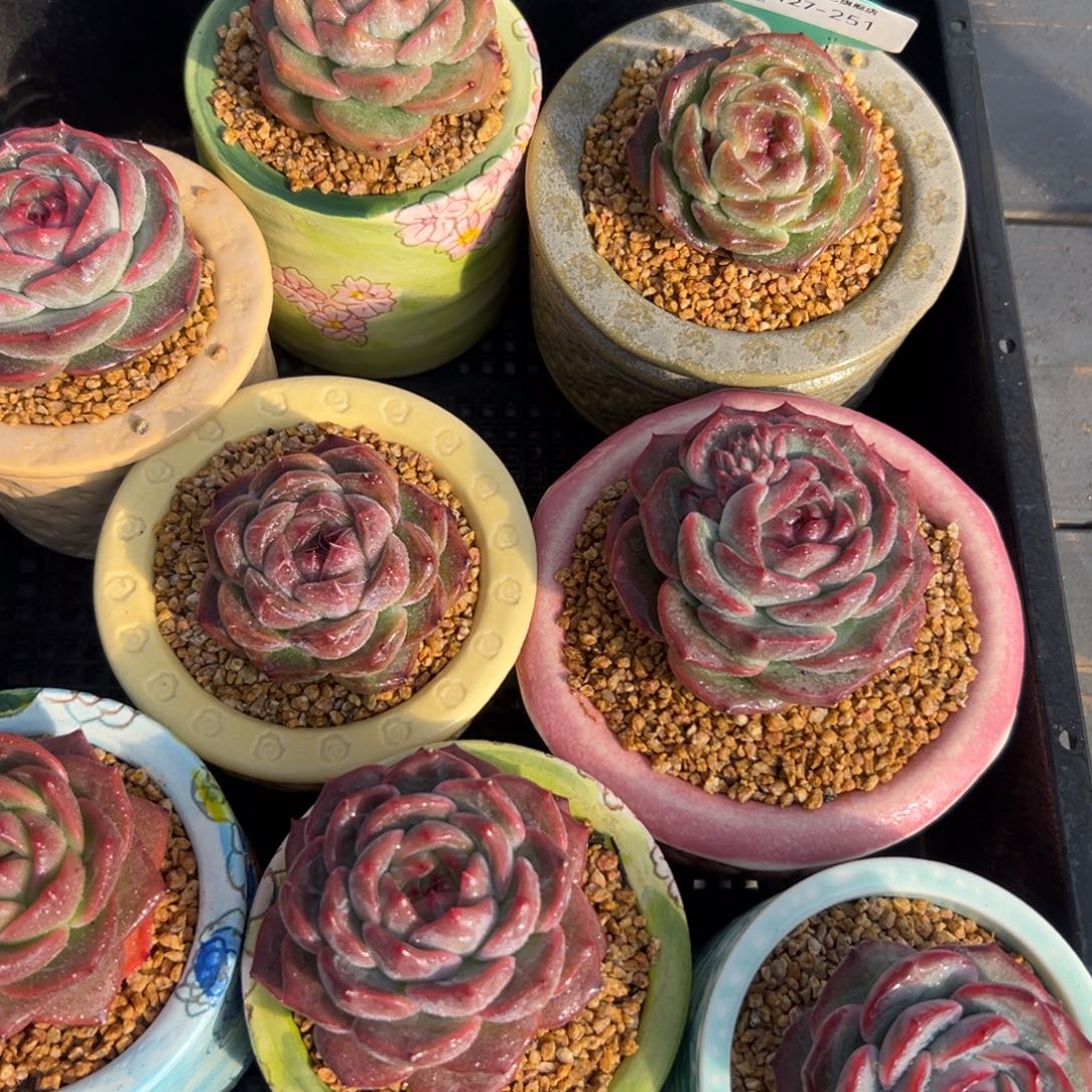 从前慢花园多肉编号1127-251