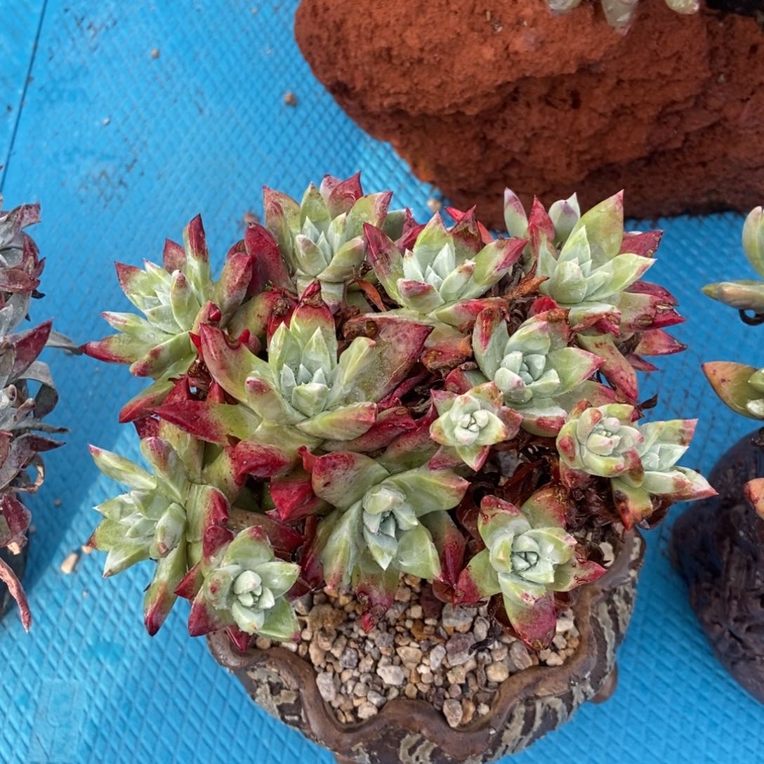 韩板法瑞多肉植物