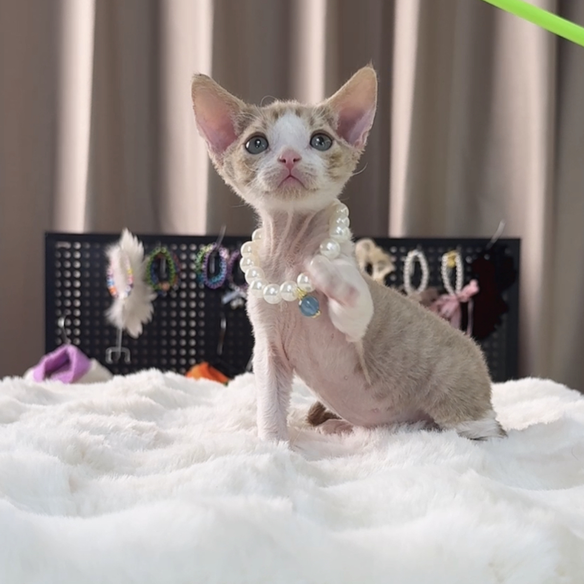 德文卷毛猫淡化色丁香虎斑加白正开脸弟弟dd金虎斑猫咪