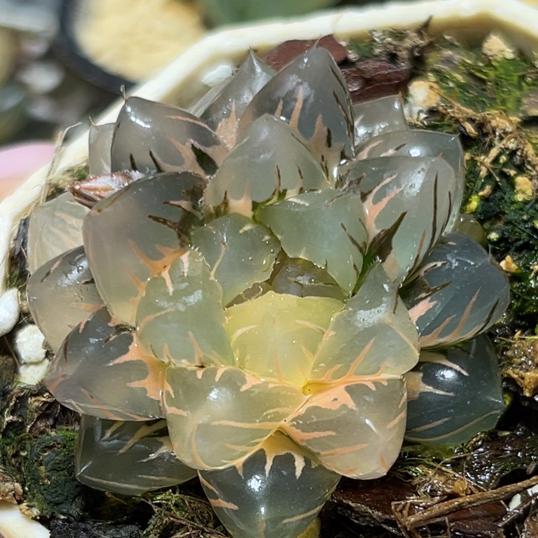 恭喜发财大吉大利0139