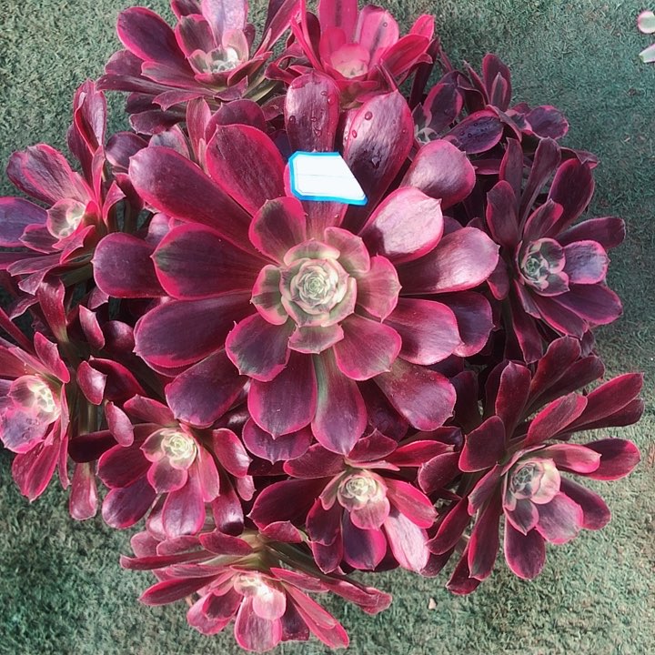 812凤冠多肉法师