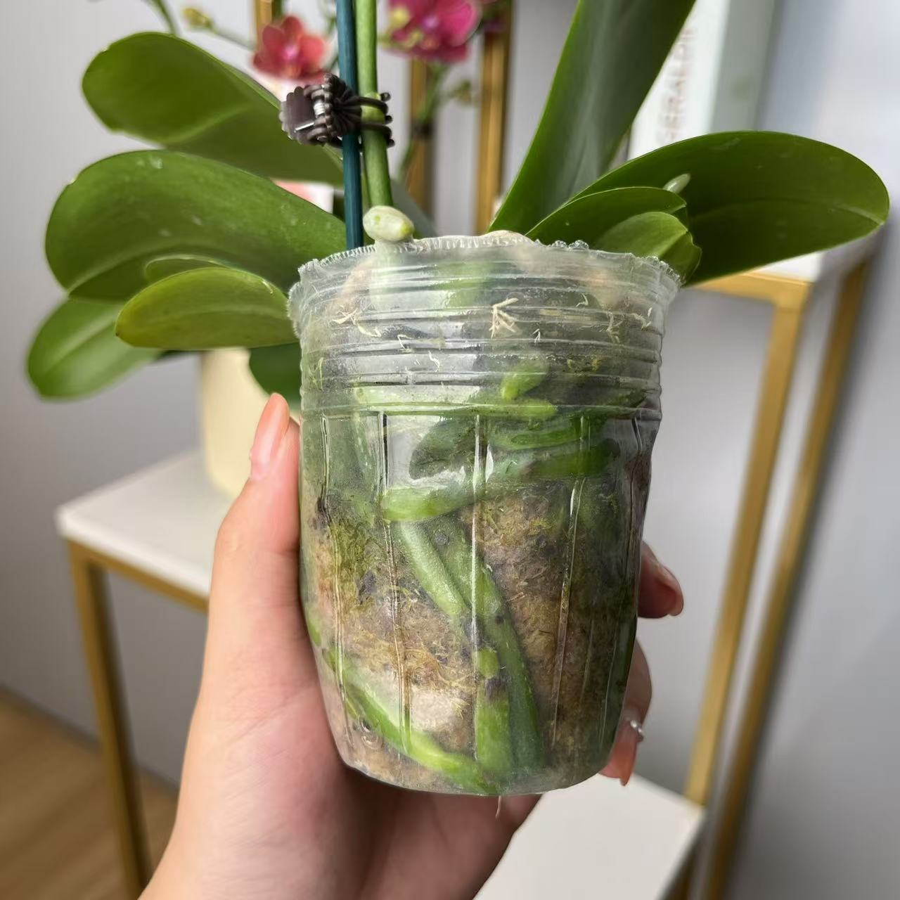 [粉丝专属]精品蝴蝶兰花后苗 叶子碧绿厚实 正常培育可再次开花