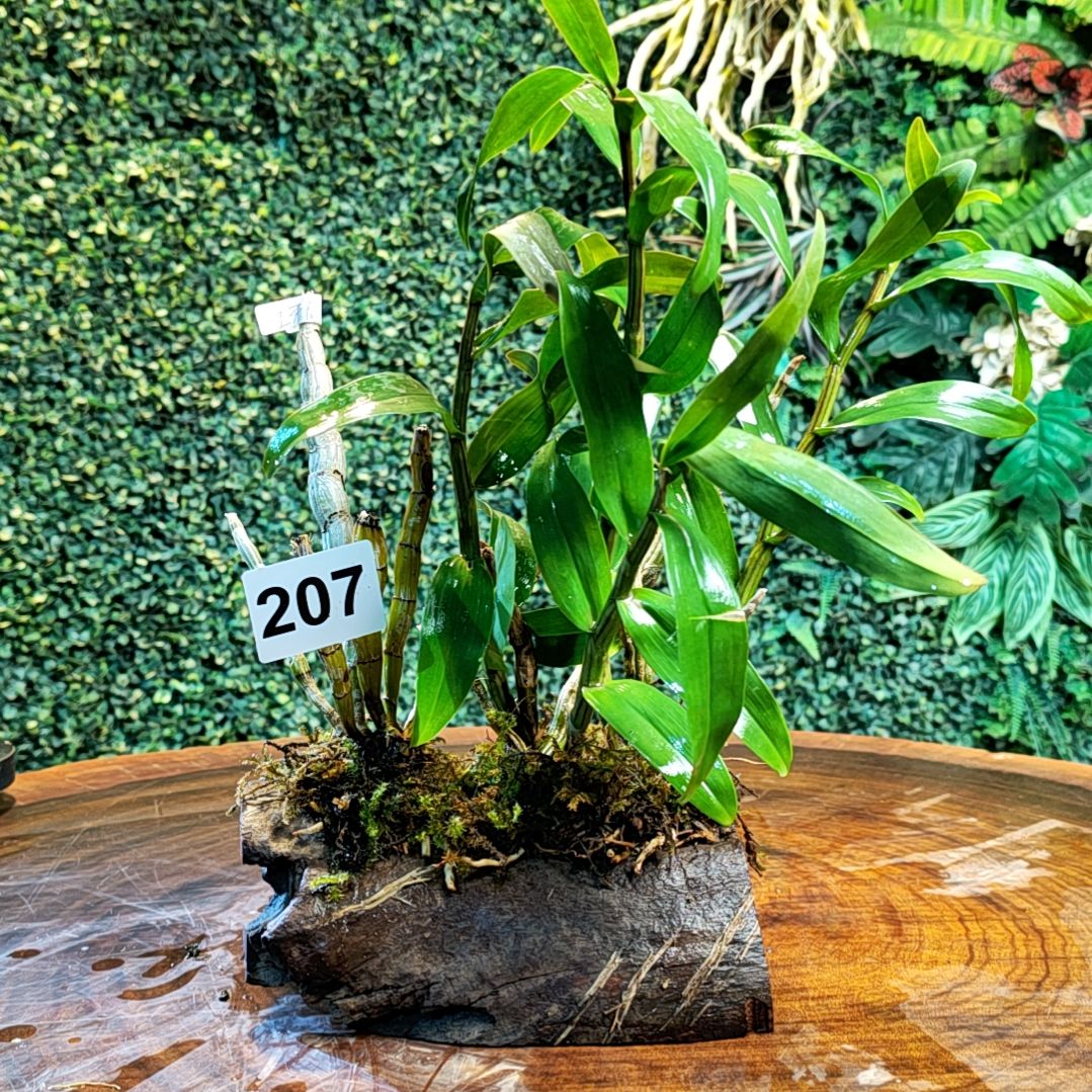【闪购商品】207蜻蜓，红牙刷花