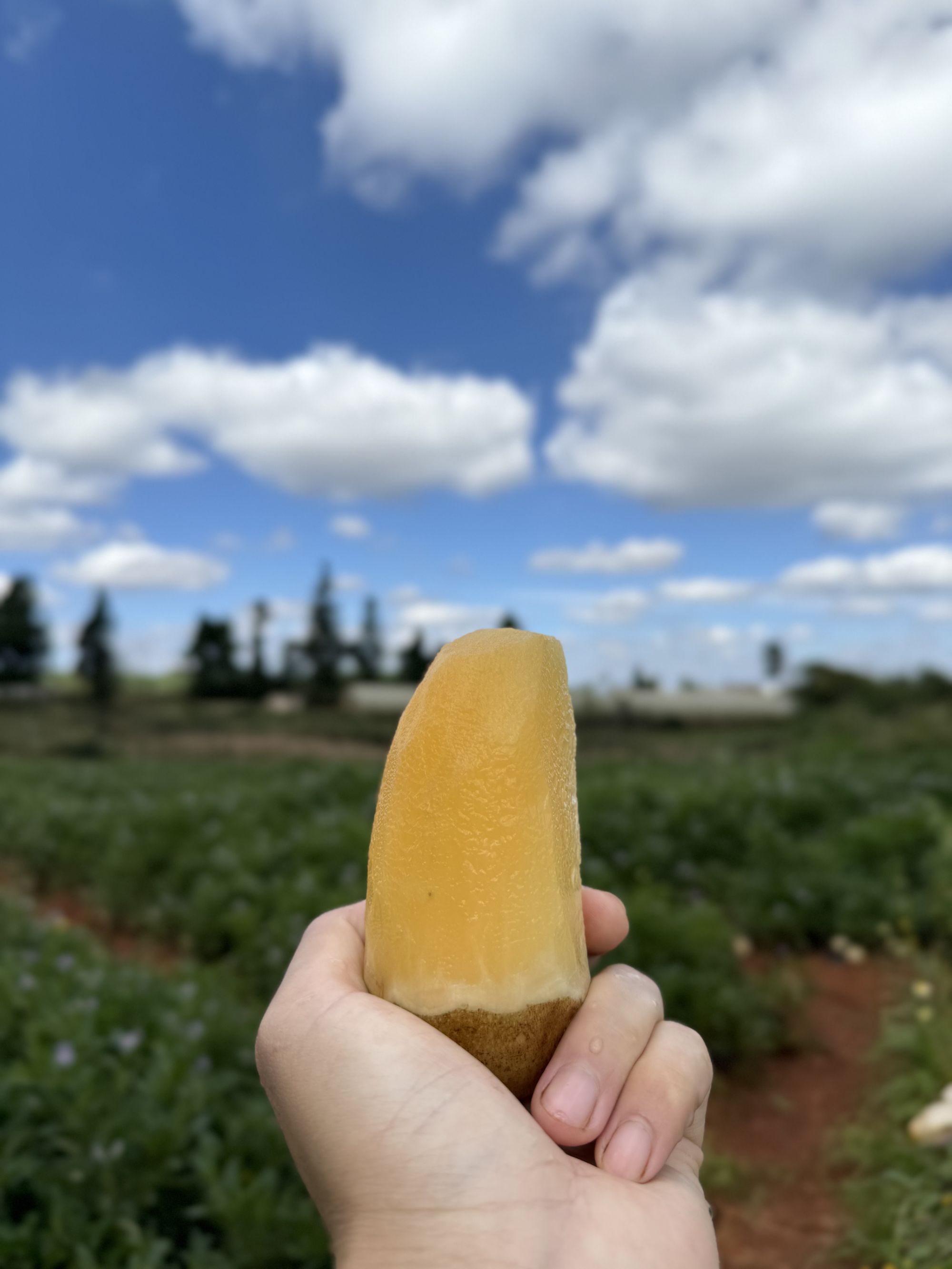 云南天山雪莲果 脆甜多汁 黄肉 新鲜现挖 应季碱性水果