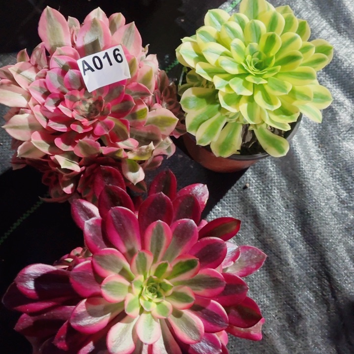 多肉法师不包断肢016