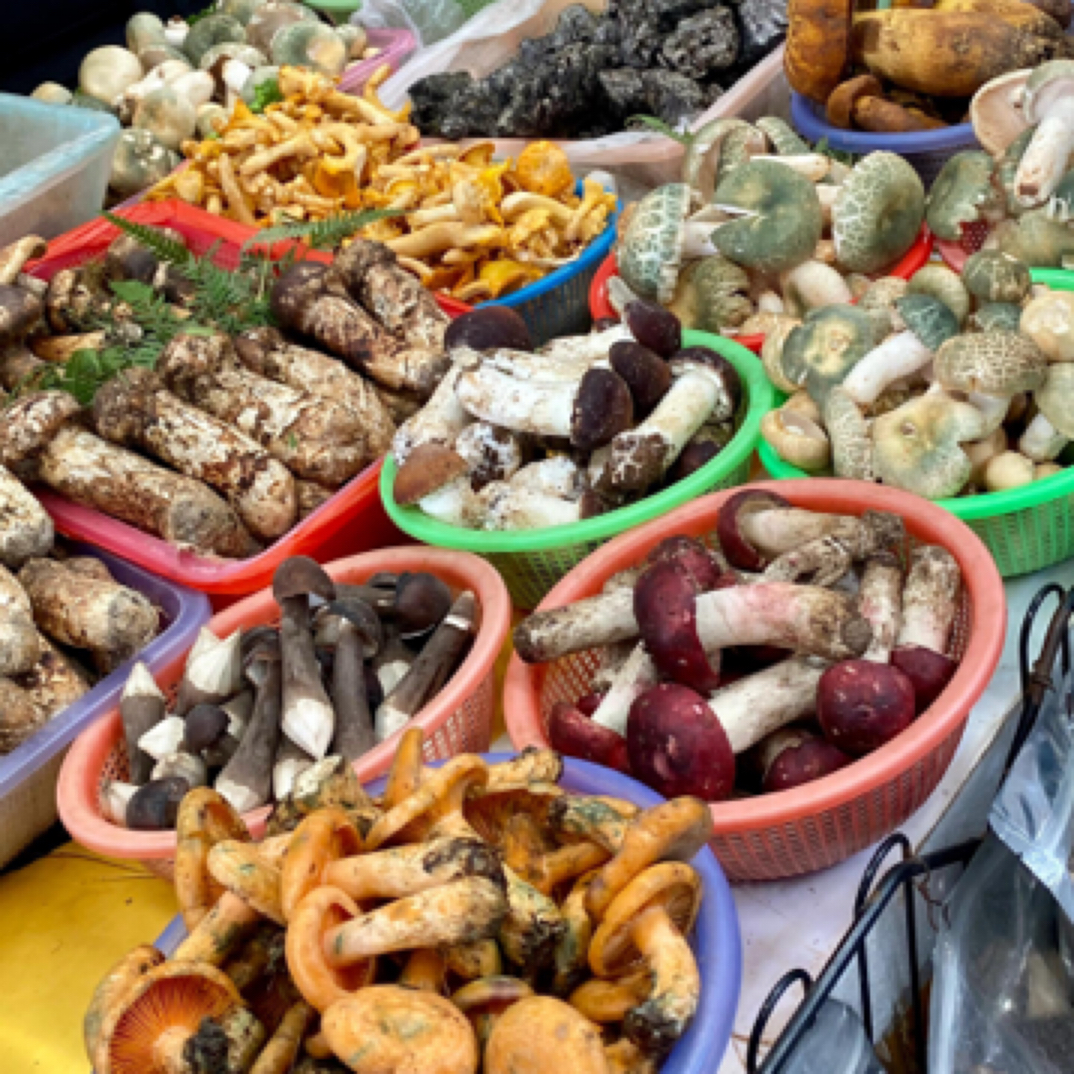 【代购】云南新鲜野生菌｜各种野生菌现货改价拍