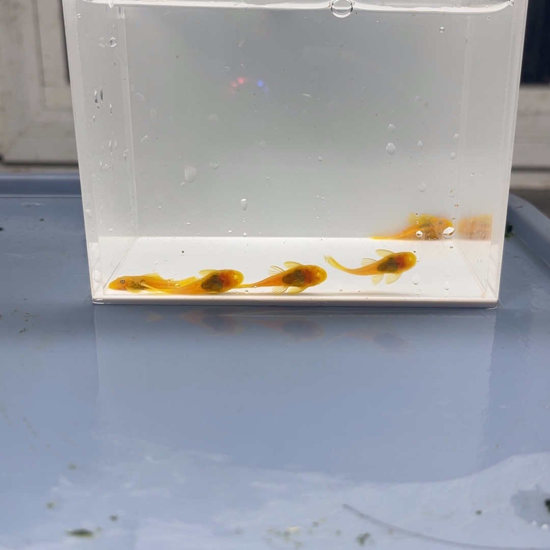 清道夫鱼小胡子5条开箱视频