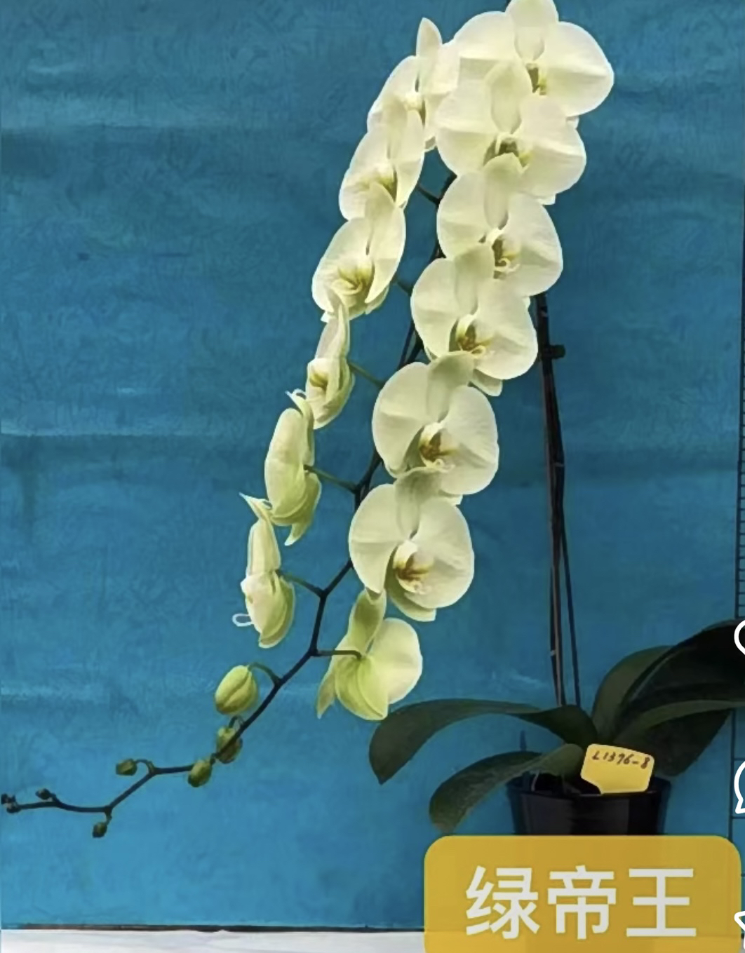 特大花【绿帝王】3.5寸加高杯 没有花箭 微瑕苗子发货