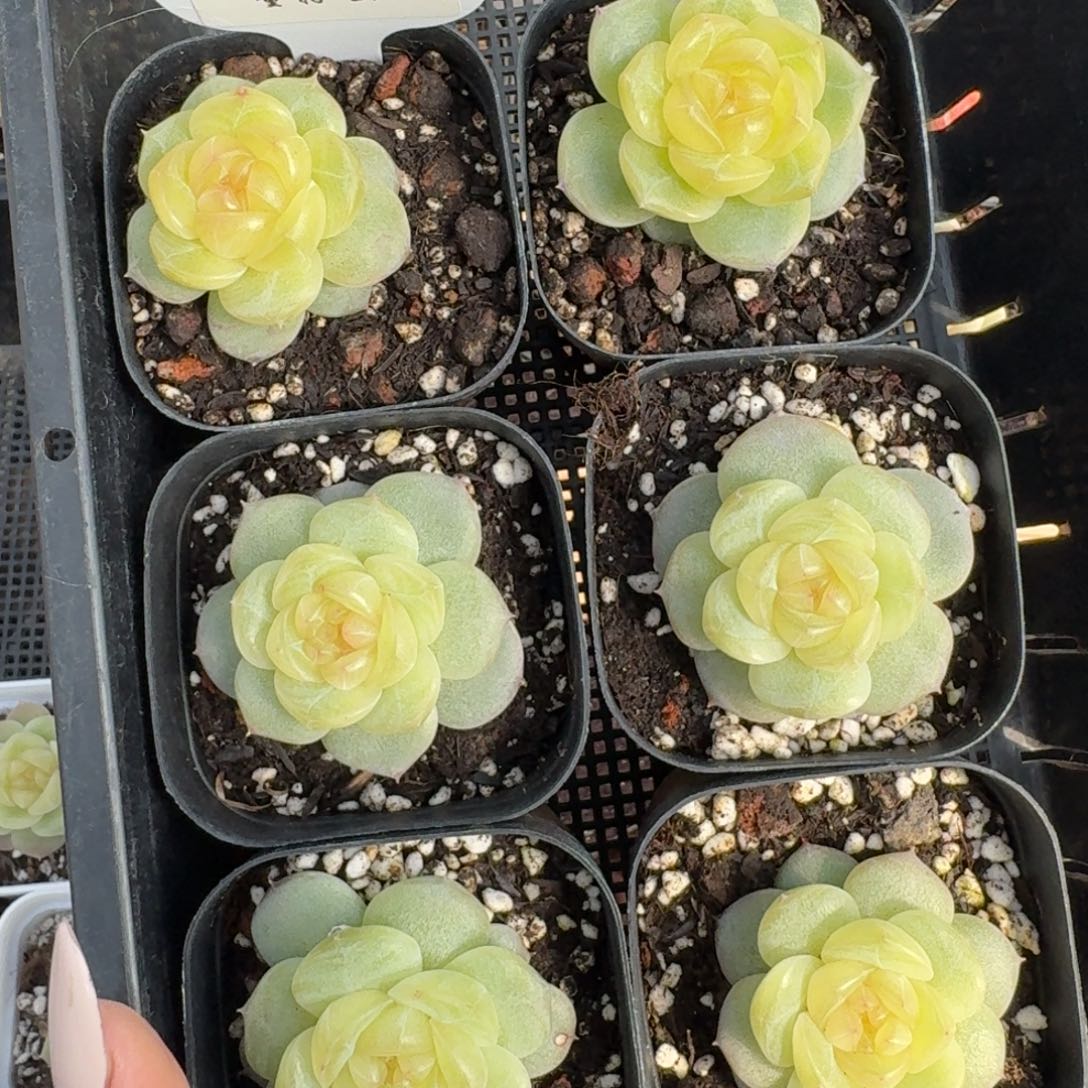 1212-029-3003一颗量拍