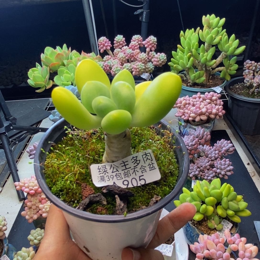 猪*905金蝉芒果奶多肉5c m