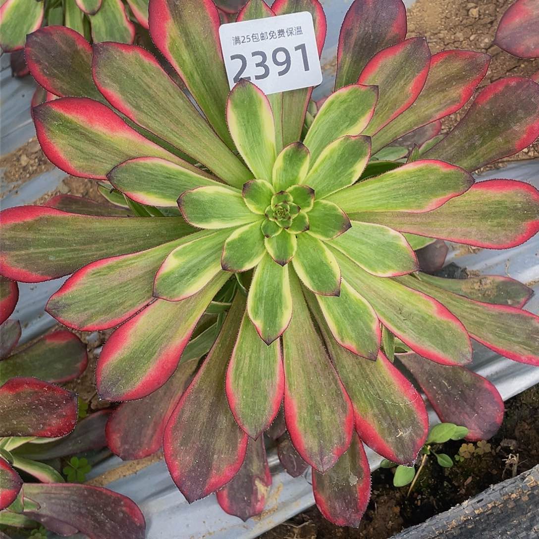 2391烟花多肉植物