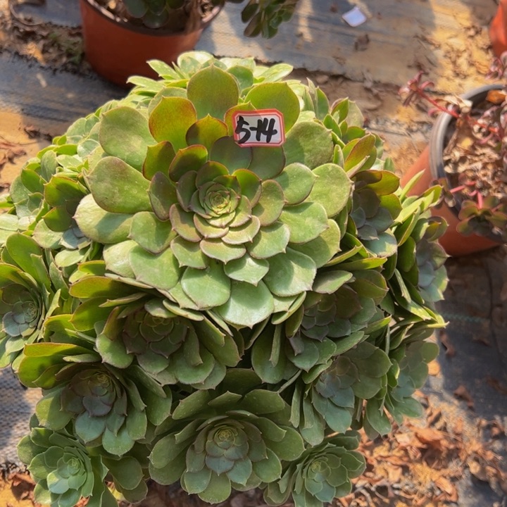 万圣节多肉植物5-14