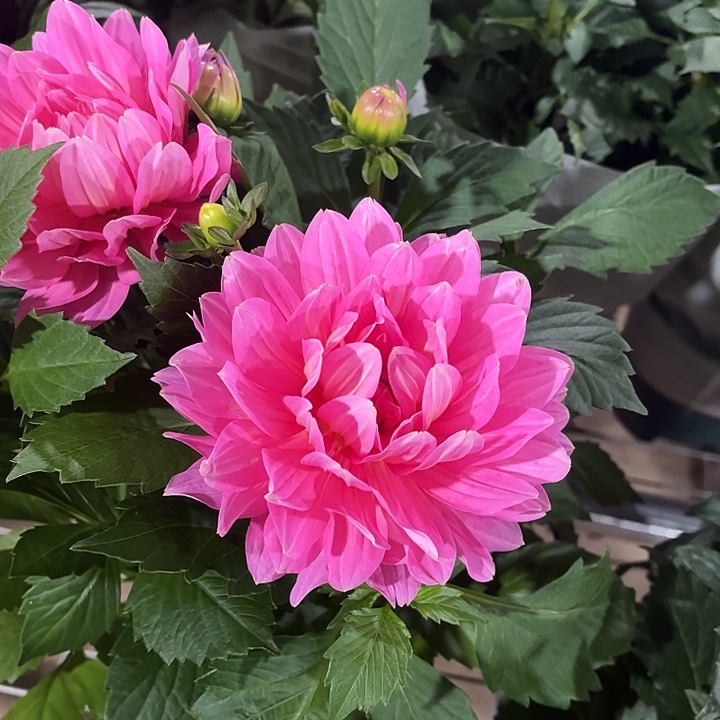 全部花苞藕荷色小丽花