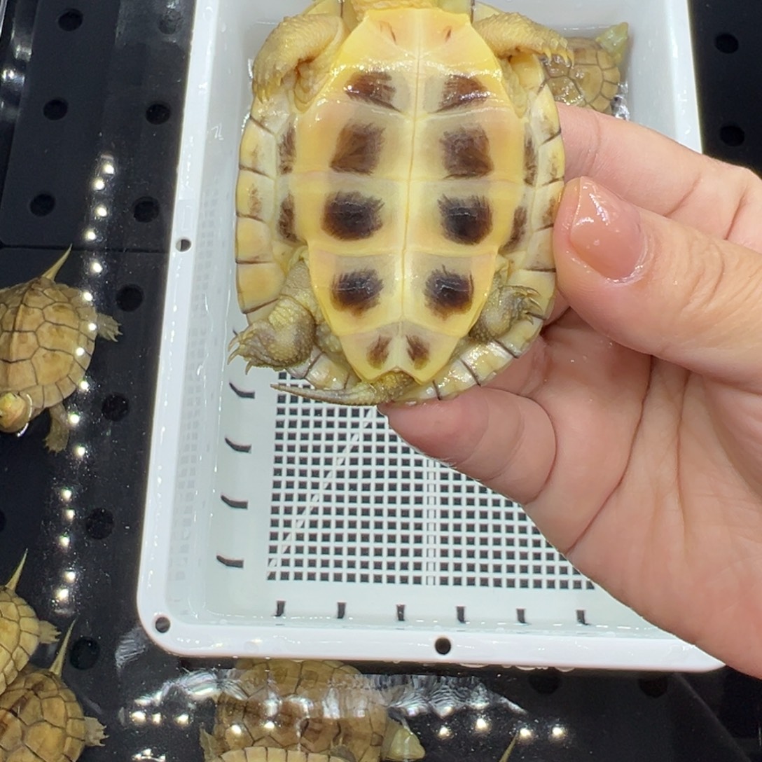 达***龟绿毛龟母三黄小青龟