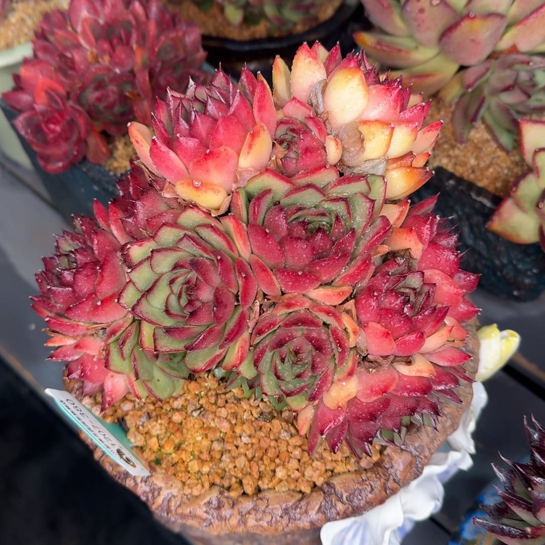 从前慢多肉精选编号1207.380