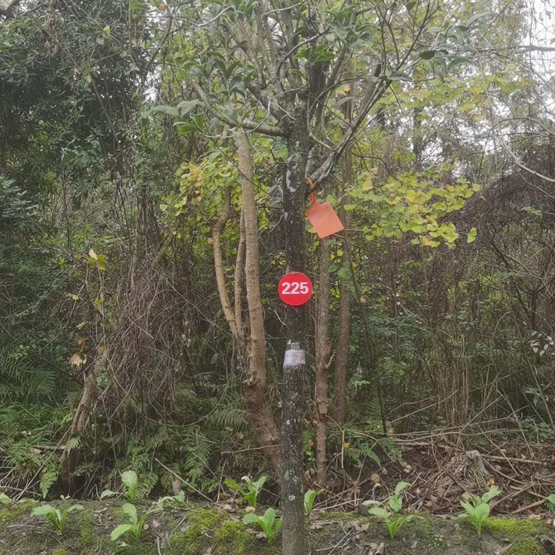 当前无花栽培后可以开花