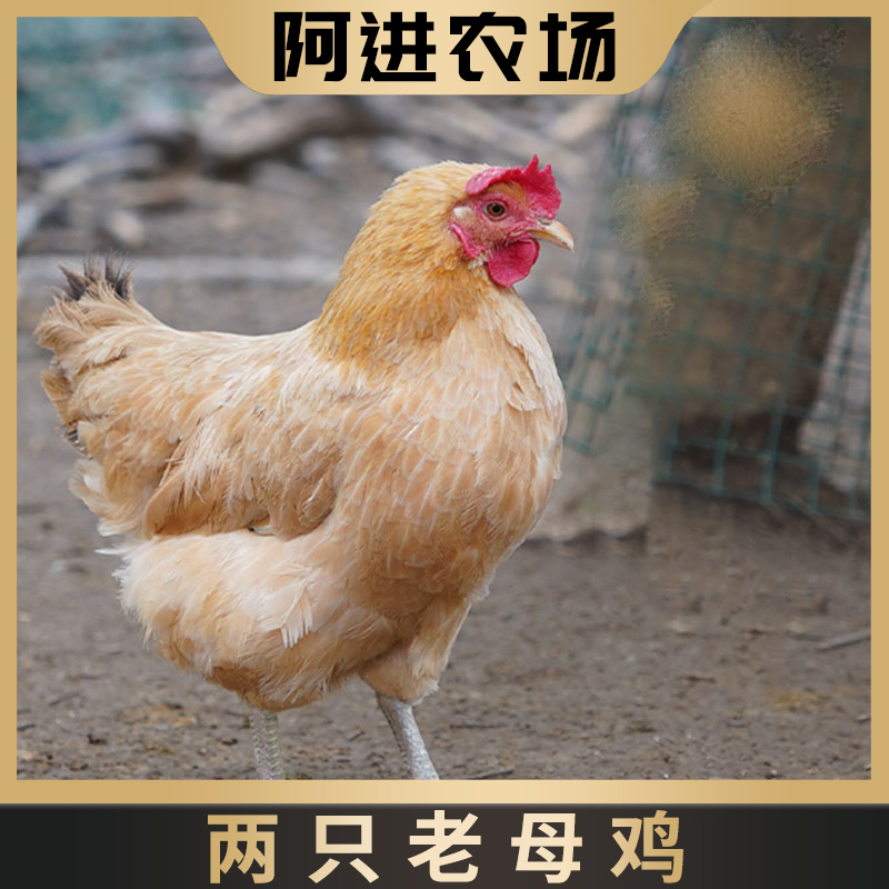 【阿进农场】农家1年老母鸡/两只共5斤以上