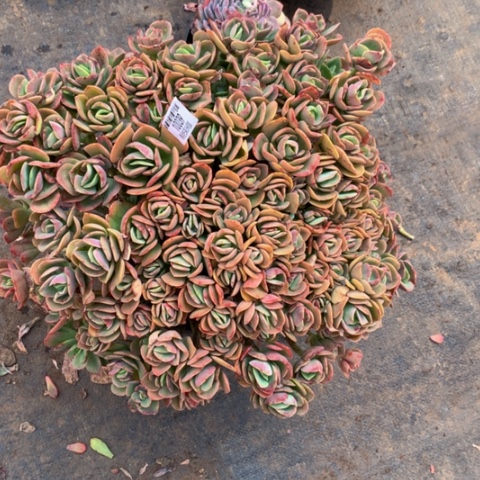 简*火焰玫瑰10039多肉