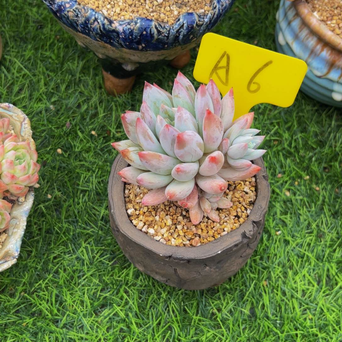 单头所罗门多肉福利