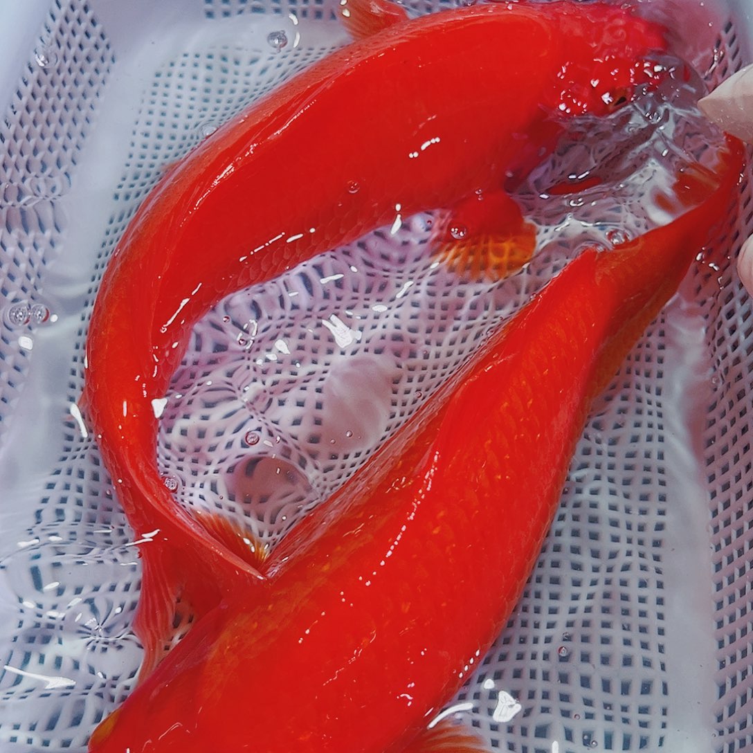 锦鲤锦鲤冷水鱼观赏