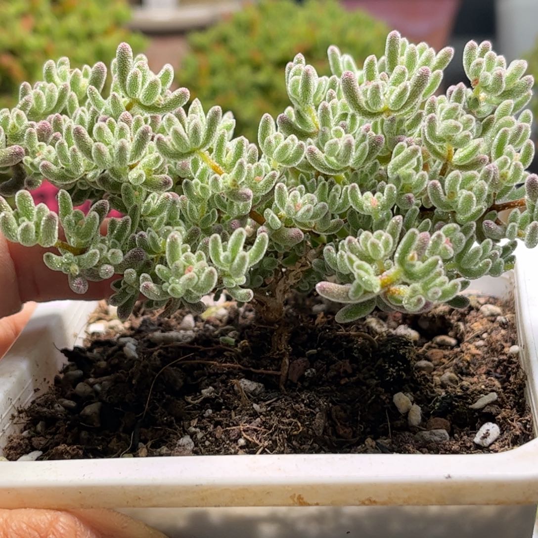 41紫冰晶优选枝干