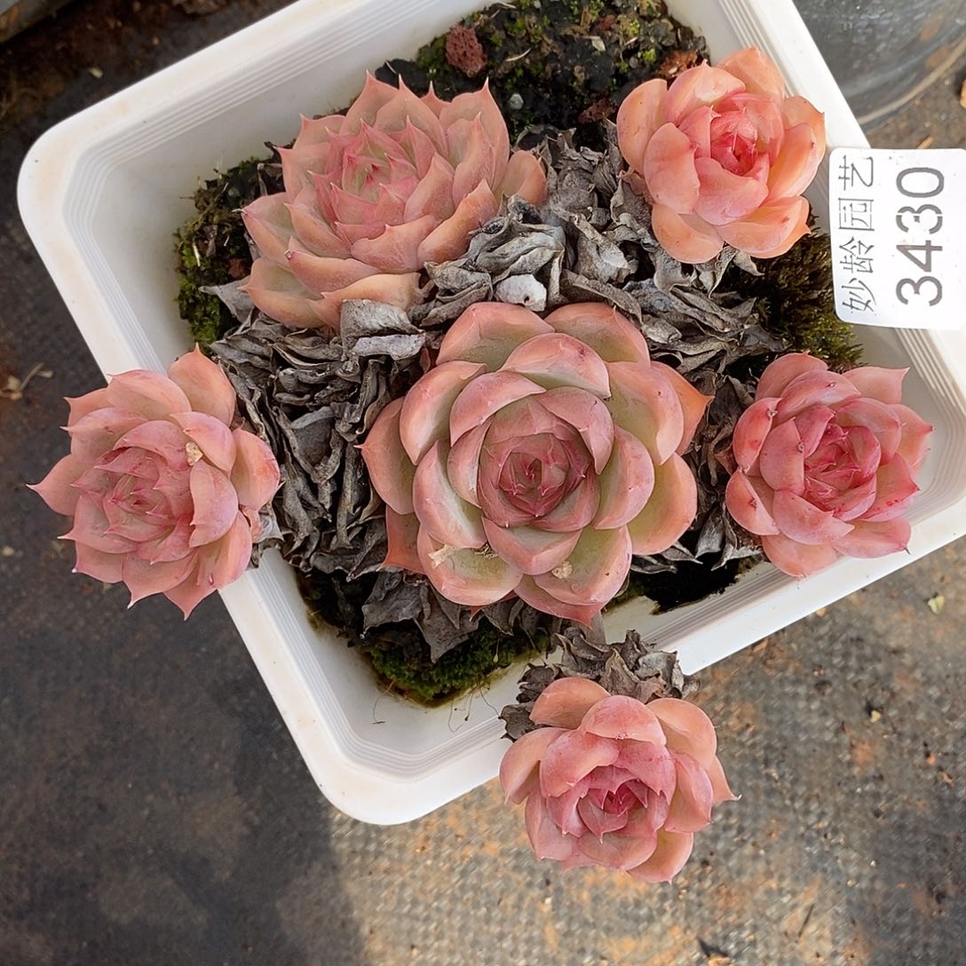 夕***美3430杂交老桩基地～12厘米