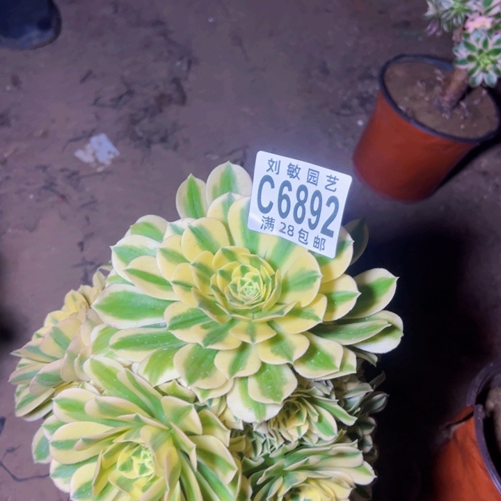 6892迈巴赫多肉植物法师