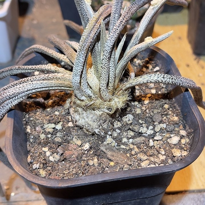 满38包邮2天凑单，脱土晾根发货多肉植物嫁接的美杜莎