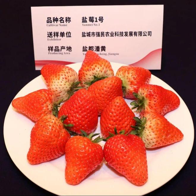 正宗橘黄草莓（盐莓）牛奶新鲜采摘顺丰包邮果香浓郁