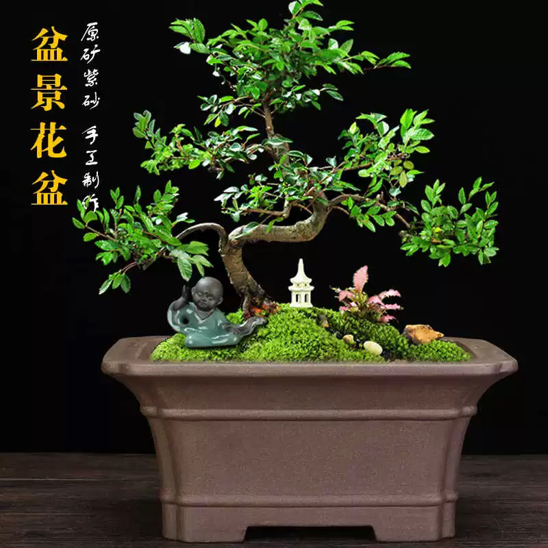 宜兴紫砂精品长方形古典桌面盆景榕树文竹老桩高档绿植马槽花盆景