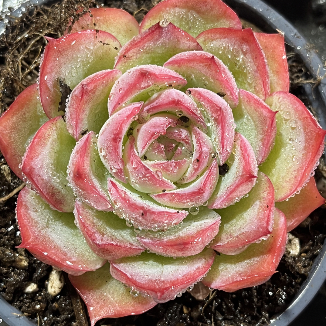 【任意下单即包邮】侧影6厘米多肉植物，脱土发货