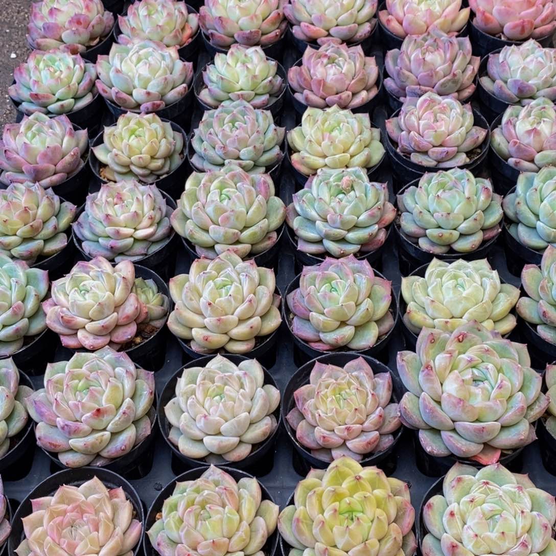 小**资440多肉植物保护研究所所长