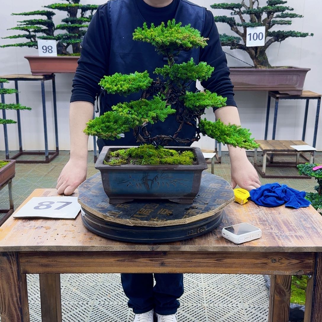 无花朵柏树造型盆景