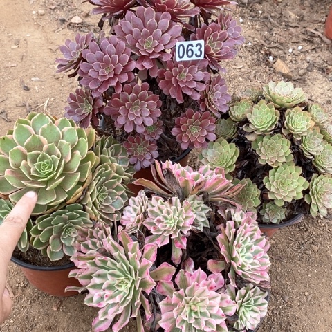 063四颗法师多肉植物
