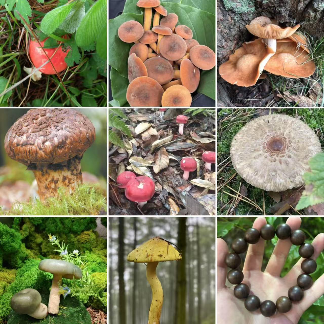 【土特产菇139】净含量45g