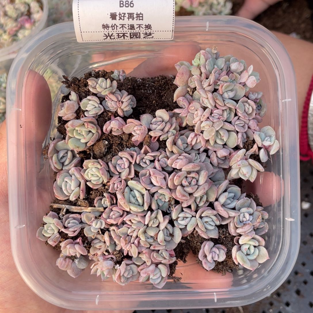 B86梦霜播种切糕苗，白心绿心粉心