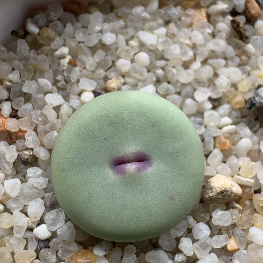 ****呀1210-039小红嘴肉锥肉锥