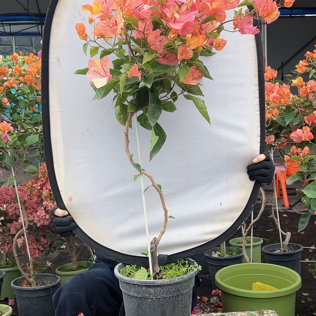 小***语大部分花苞少量开放B19阿达纳