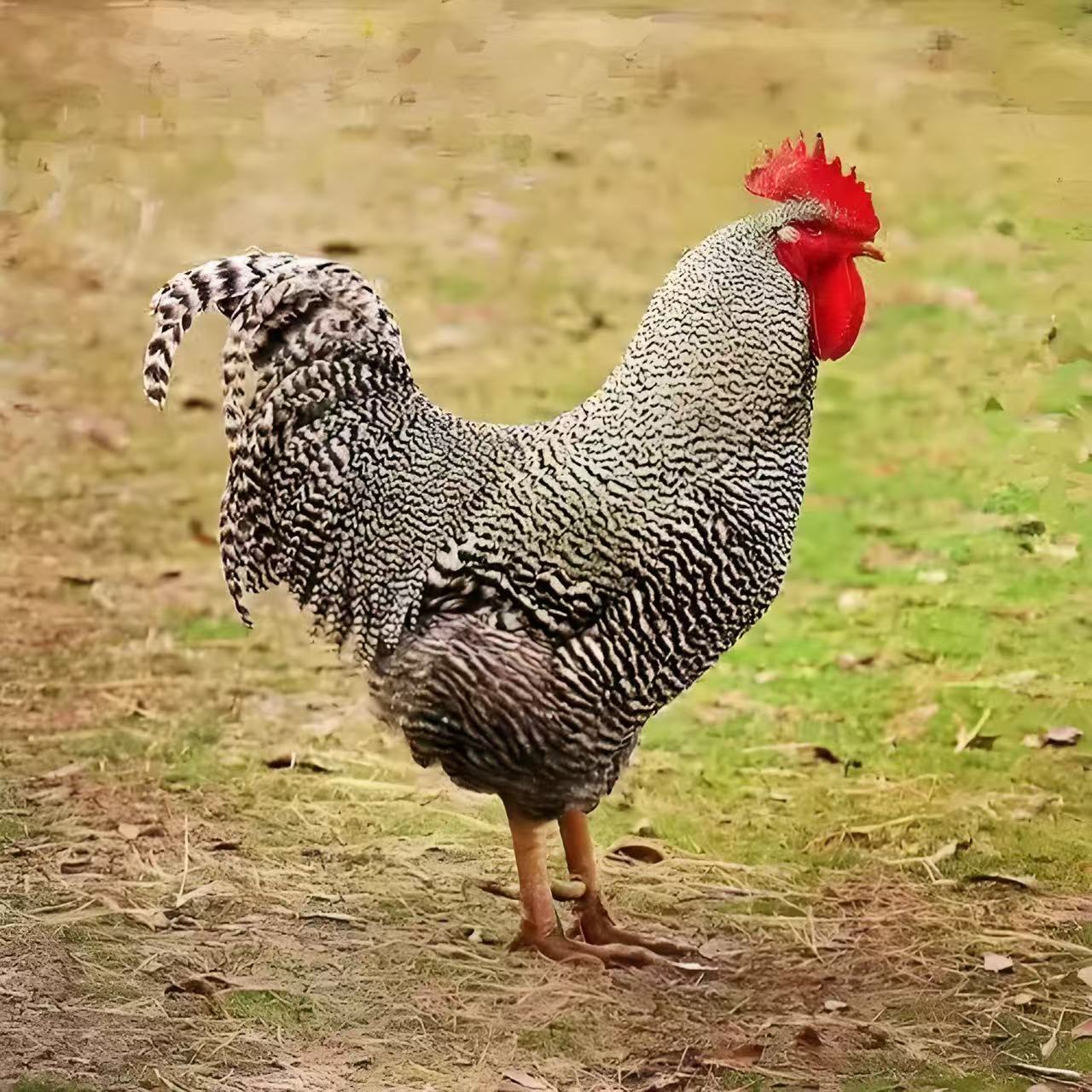 大种芦花鸡宠物鸡五十五个包邮到家