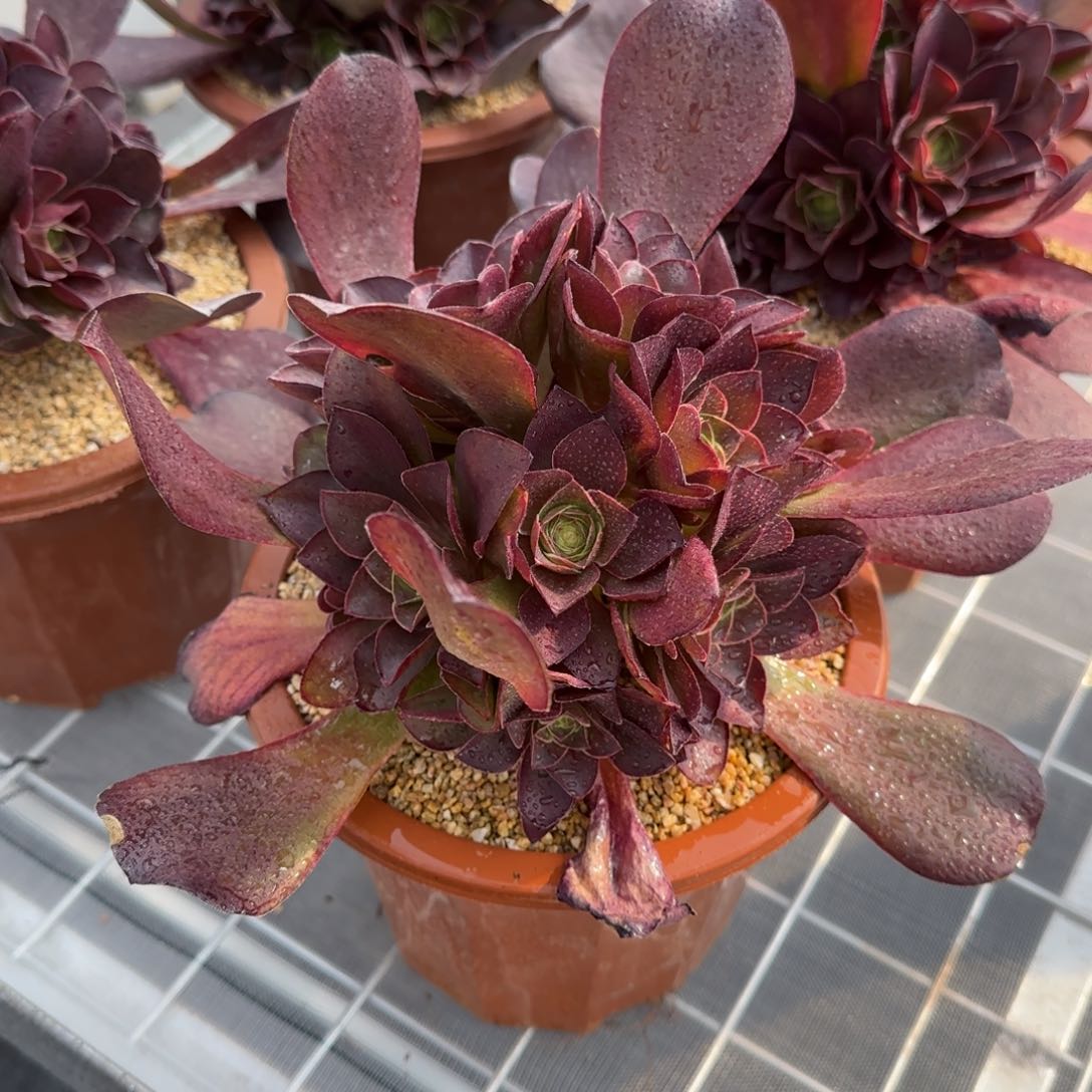 从前慢花园精选多肉魅金玫瑰