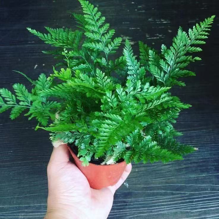 狼尾蕨庭院客厅四季常青  易养盆栽造景  植物桌面 蕨类净化空气